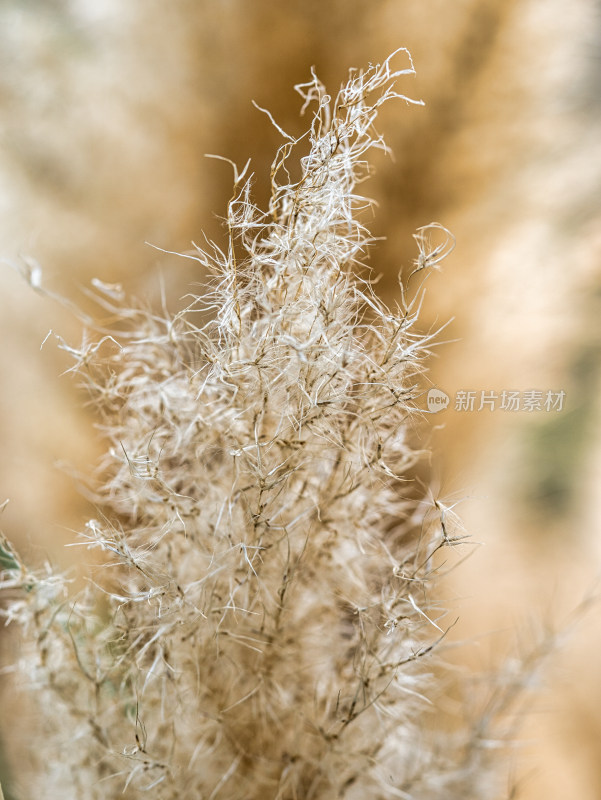 植物蒲苇特写