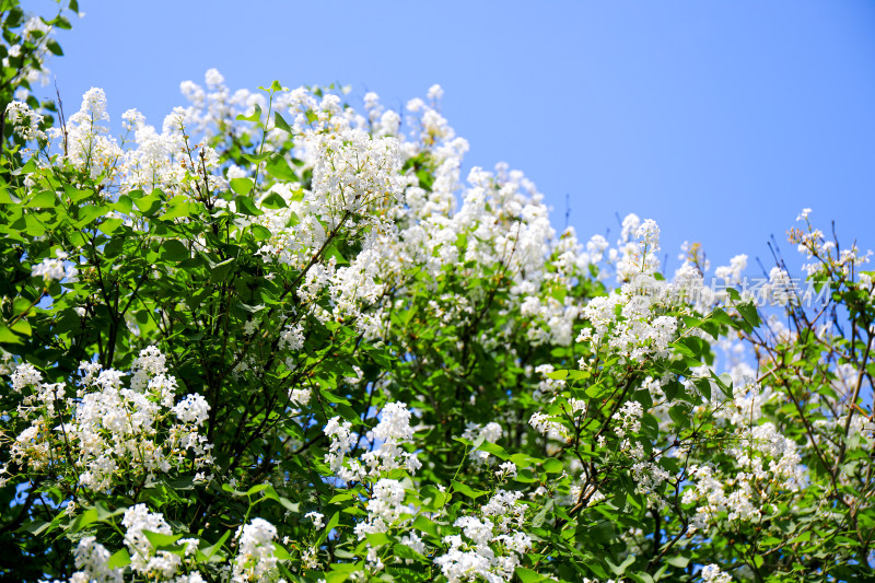 春天四月丁香花花卉开放治愈清新