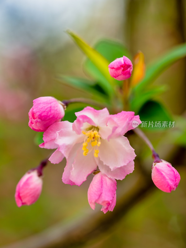 春天里的海棠花