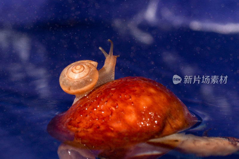 蜗牛爬行微距摄影