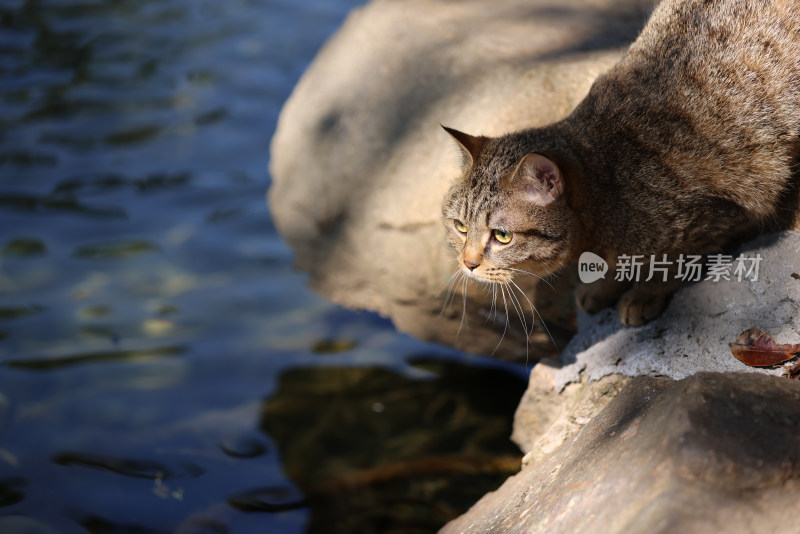 杭州西湖花港观鱼的流浪猫狸花猫