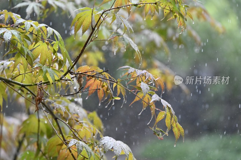 雨中的树叶