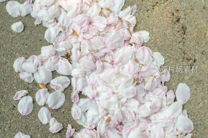 满地落下的樱花