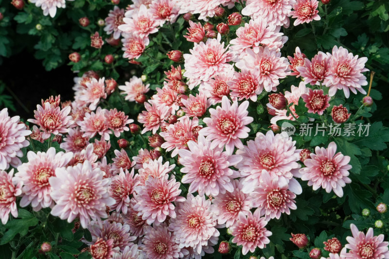 北京国家植物园菊花展