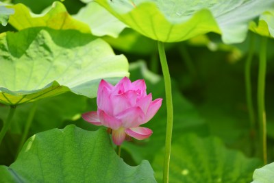 荷花夏日荷花