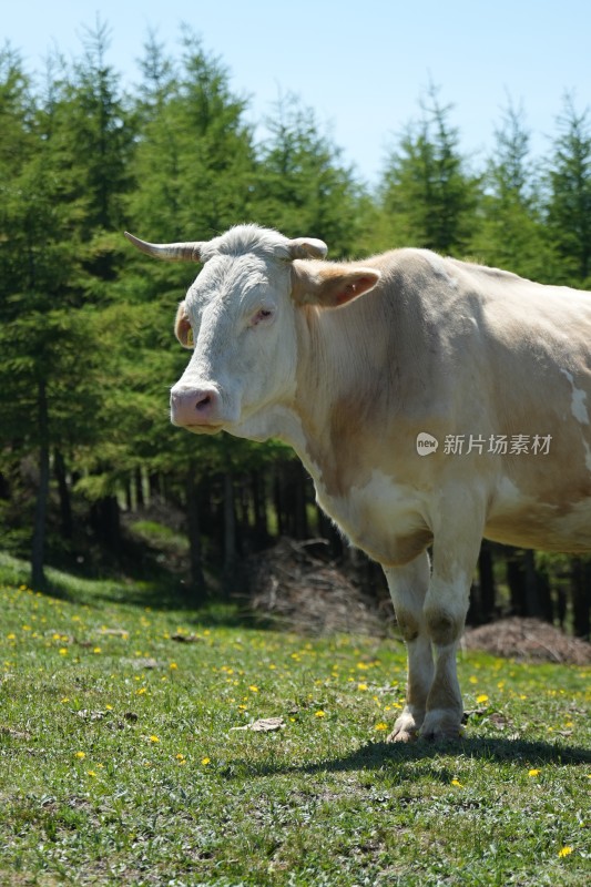 五台山南台风光