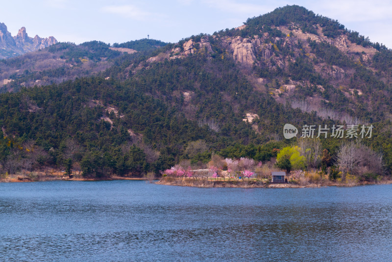 青岛大珠山杜鹃花风光