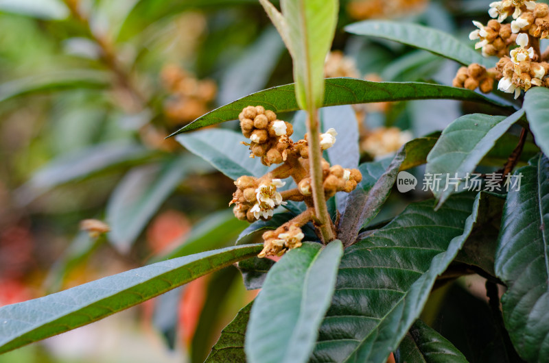 枇杷花叶特写