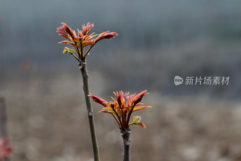 香椿芽春天