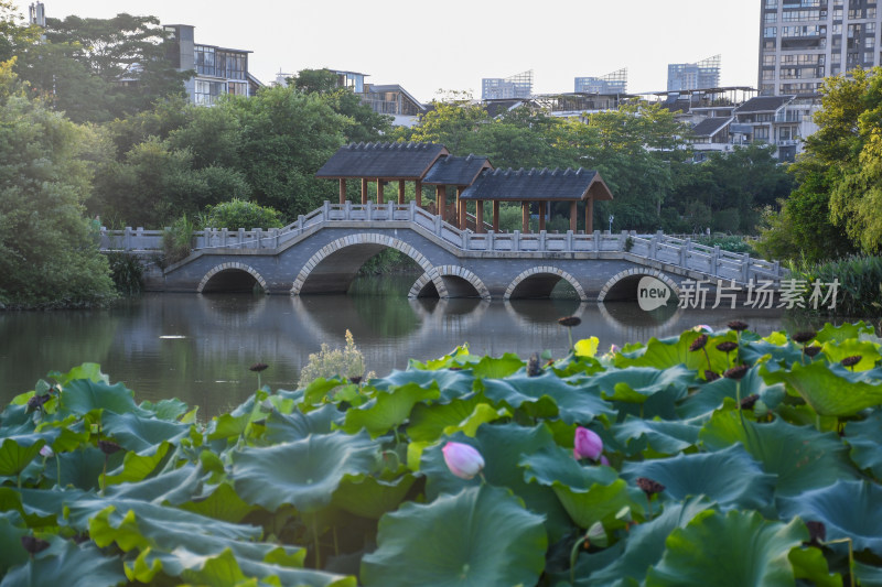 夏日的福州金山公园荷花