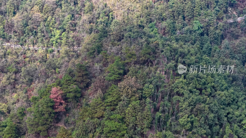 秋天森岭枯黄植物树枝树叶航拍图