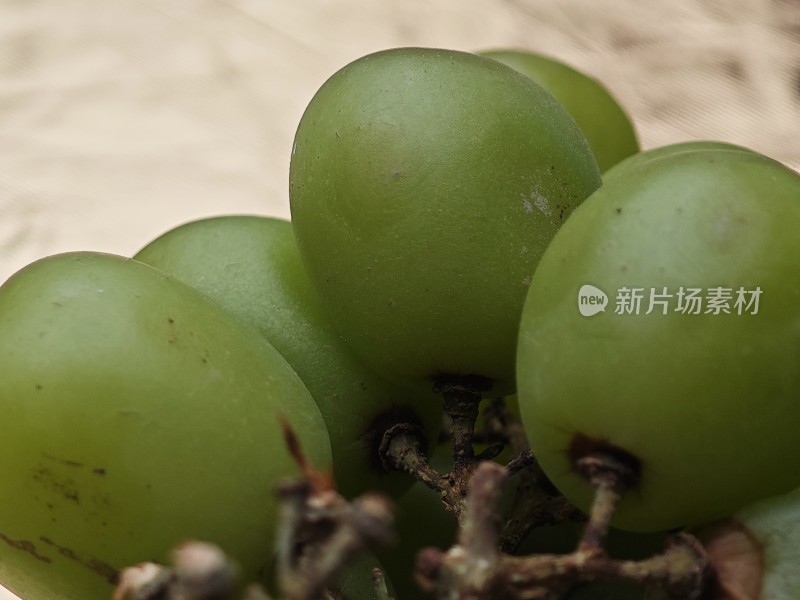 青提特写展示果实饱满的青提近景