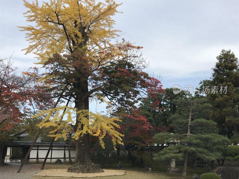 日本京都的秋天