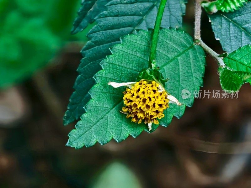 绿叶黄花微距特写