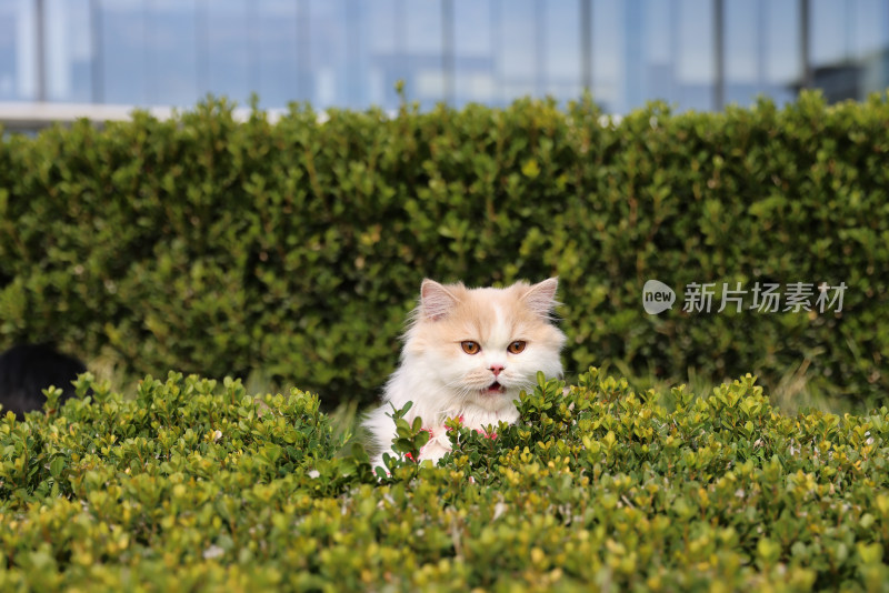 草丛里翘首以盼的乳白英国长毛猫肖像