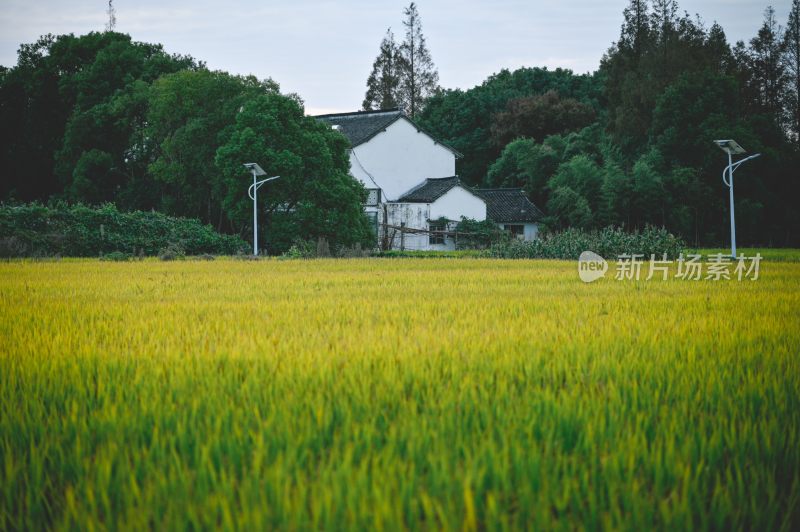 稻田风光