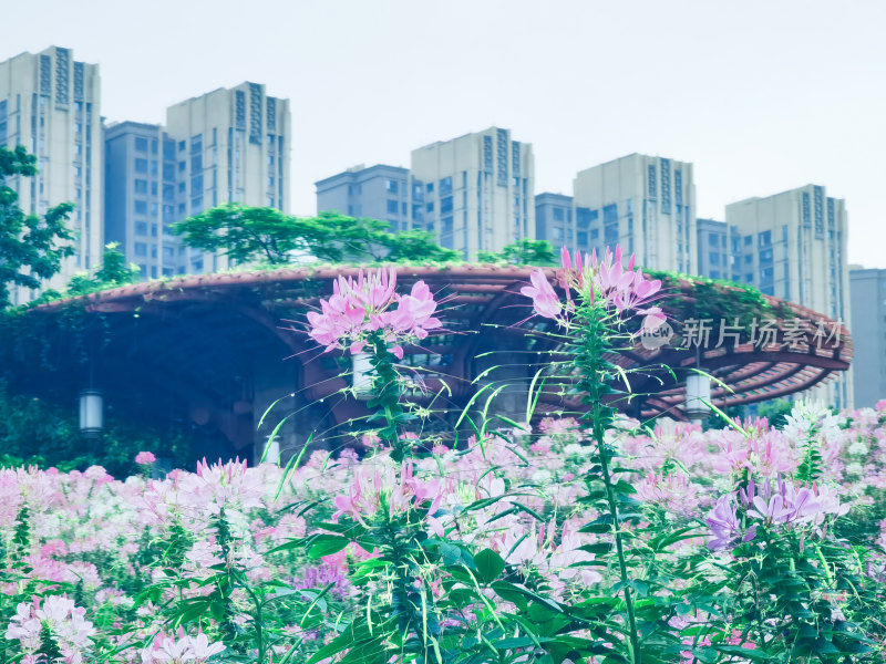 佛山市千灯湖公园醉蝶花花海