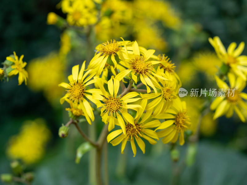 大吴风草的花特写