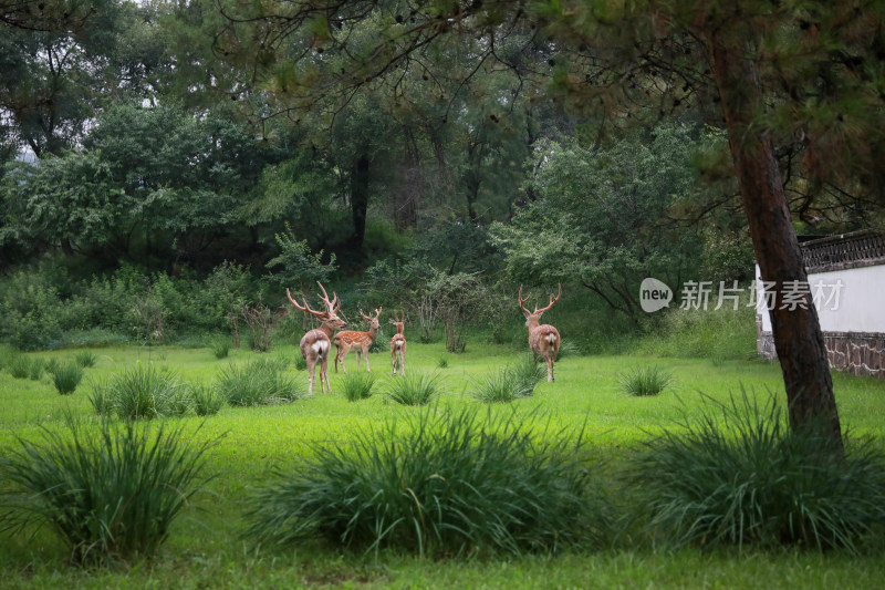 绿色草坪梅花鹿吃草游玩图片素材