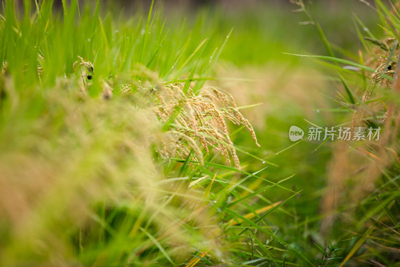 传统主食稻米的种植