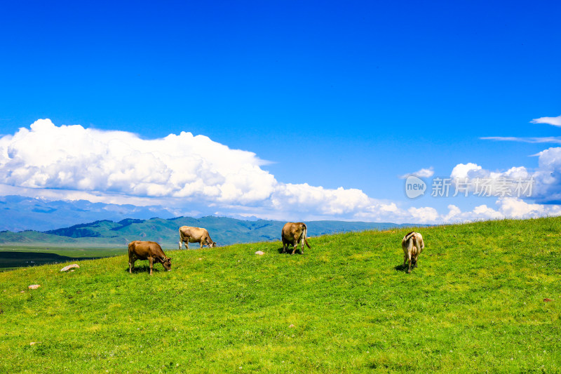 春天夏天那拉提空中草原大自然风景