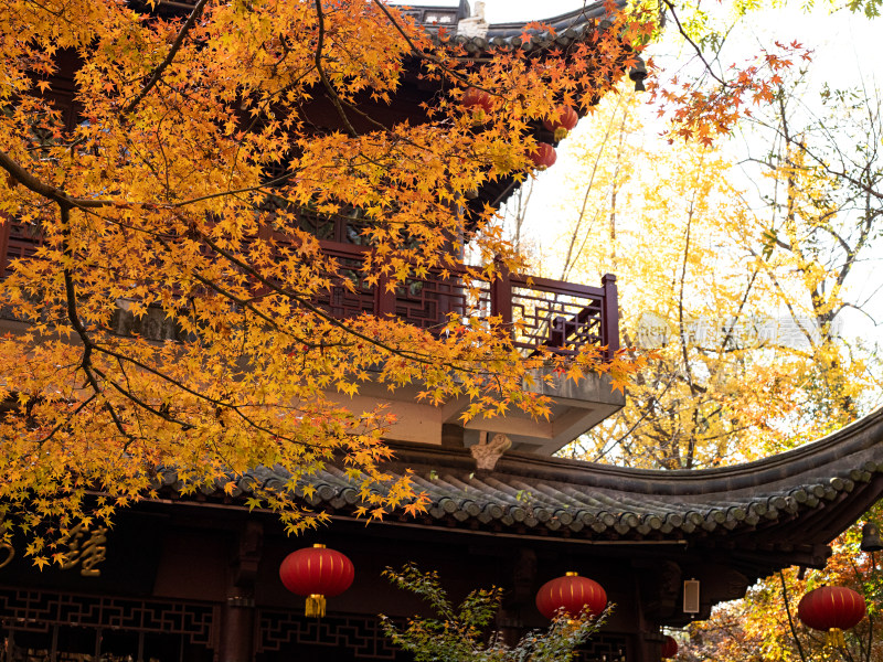 江南中式古建筑和秋天多彩的枫叶自然风景