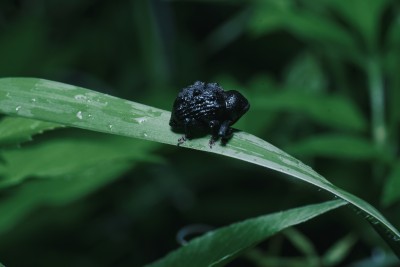 微距 昆虫微观世界