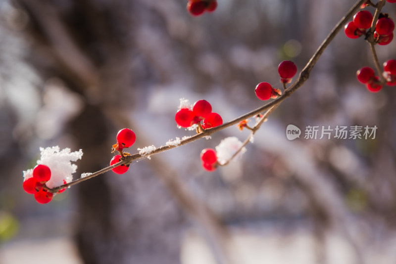 冬日红色浆果上的雪花背景