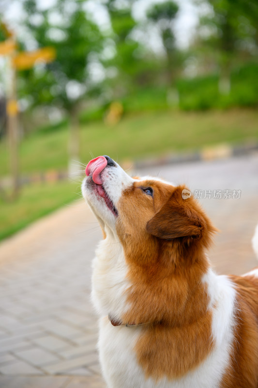 动物主题在公园内玩耍的宠物牧羊犬