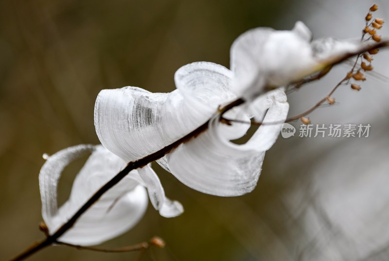 重庆酉阳：冻雨.冰花.鸟