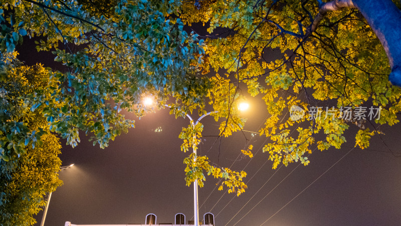 路灯下枝叶繁茂的树木夜景