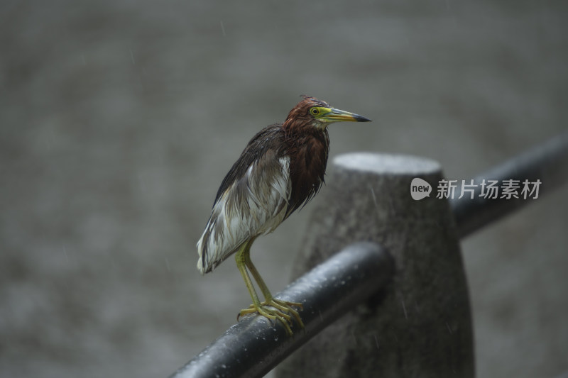 暴雨天一只池鹭站在栏杆上