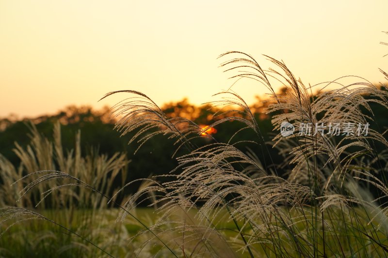 良渚公园 芦苇落日