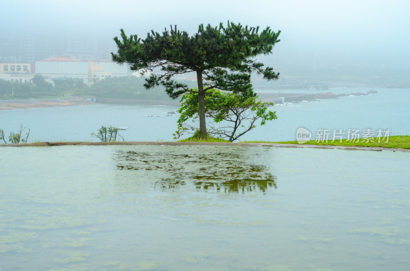 池边一棵松树倒映在水中