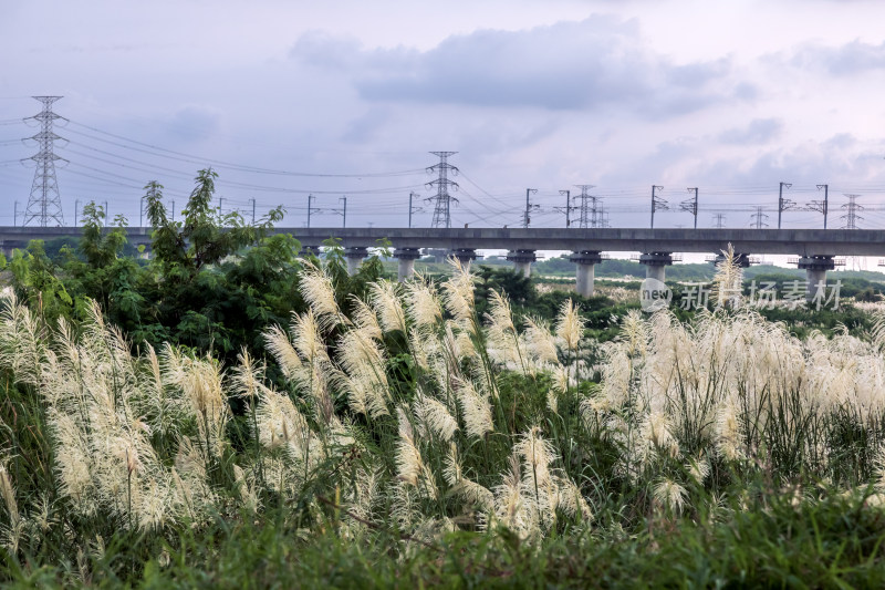 芒草与远处的铁路高架