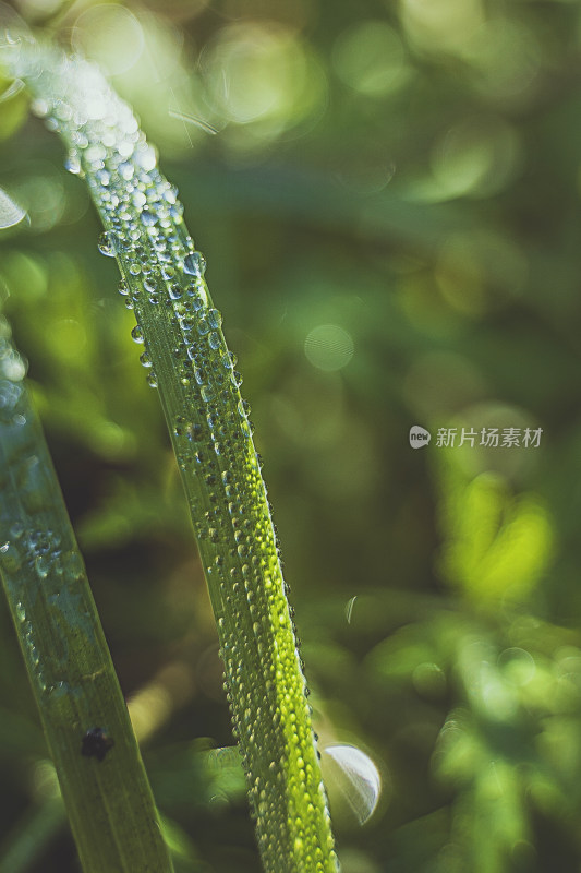 小雨过后沾满水滴青草