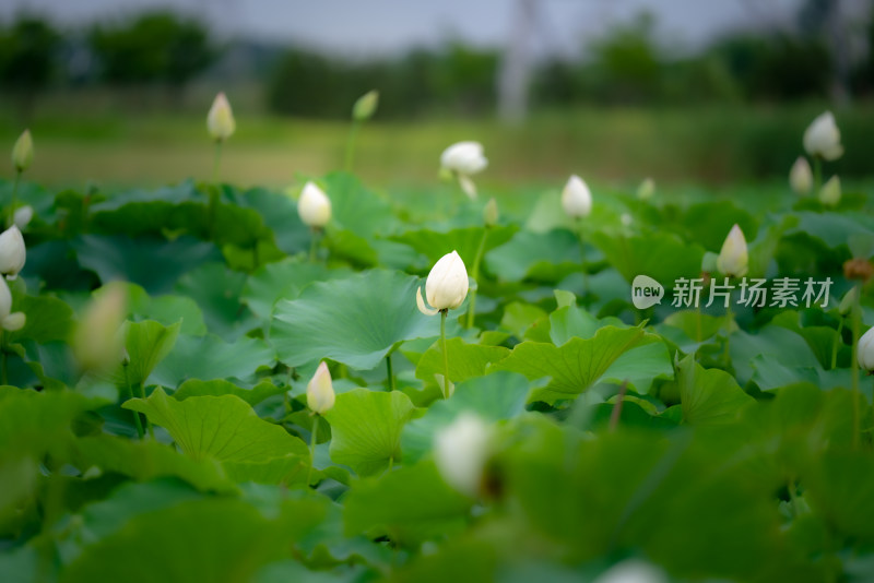 白荷满塘