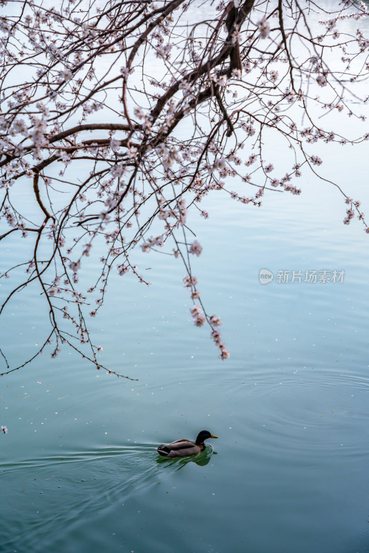 北京颐和园昆明湖桃花