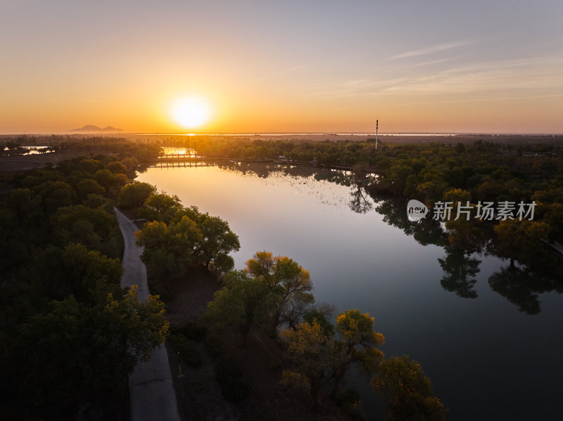 胡杨林的日出