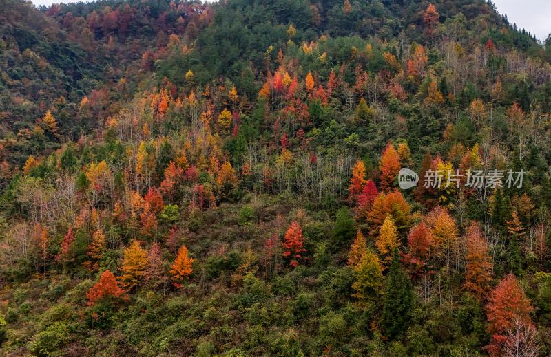 重庆酉阳：丁市镇漫山红叶“缀”美