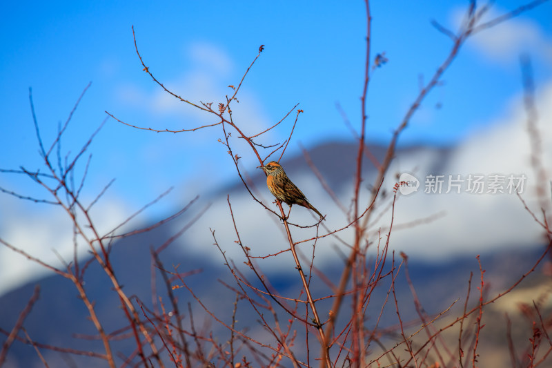 西藏地区的野生小鸟