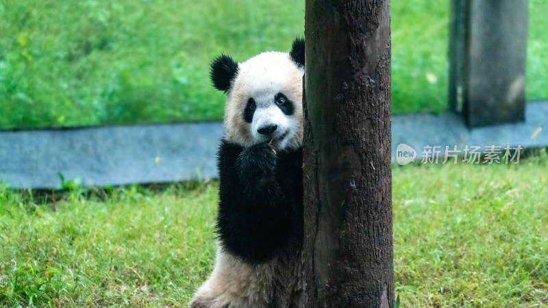 可爱大熊猫