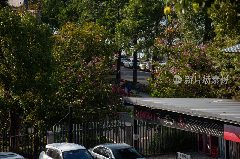 街道绿树繁花景象