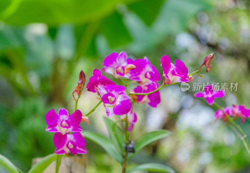 广州麓湖公园麓湖花园粉红色蝴蝶兰