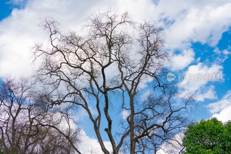 蓝天下裸树的低角度视图