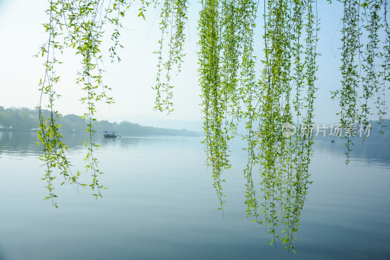 春天柳丝西湖