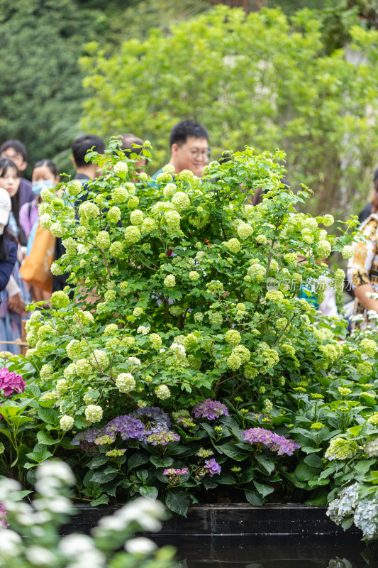 深圳仙湖植物园花展