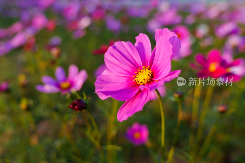 格桑花特写