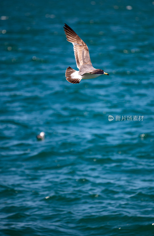 山东威海海天之间飞翔的海鸥