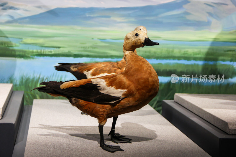 博物馆内川西高原鸟类动物标本展示